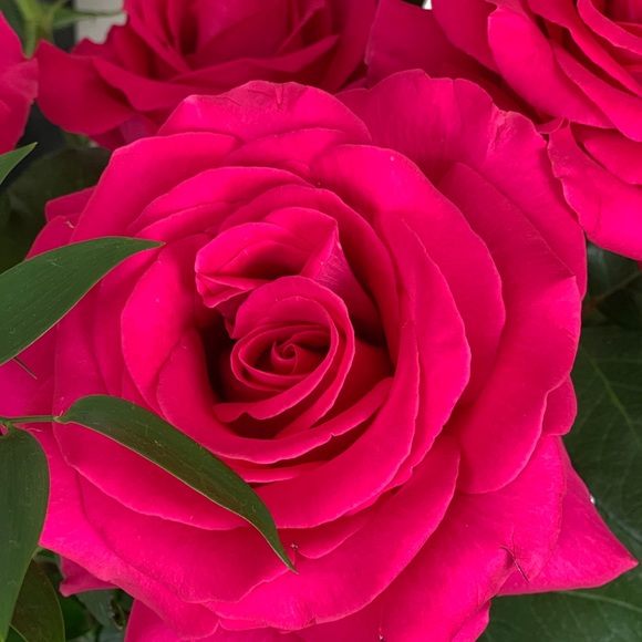 Meet your Posher, Michele - Picture 1 of 1